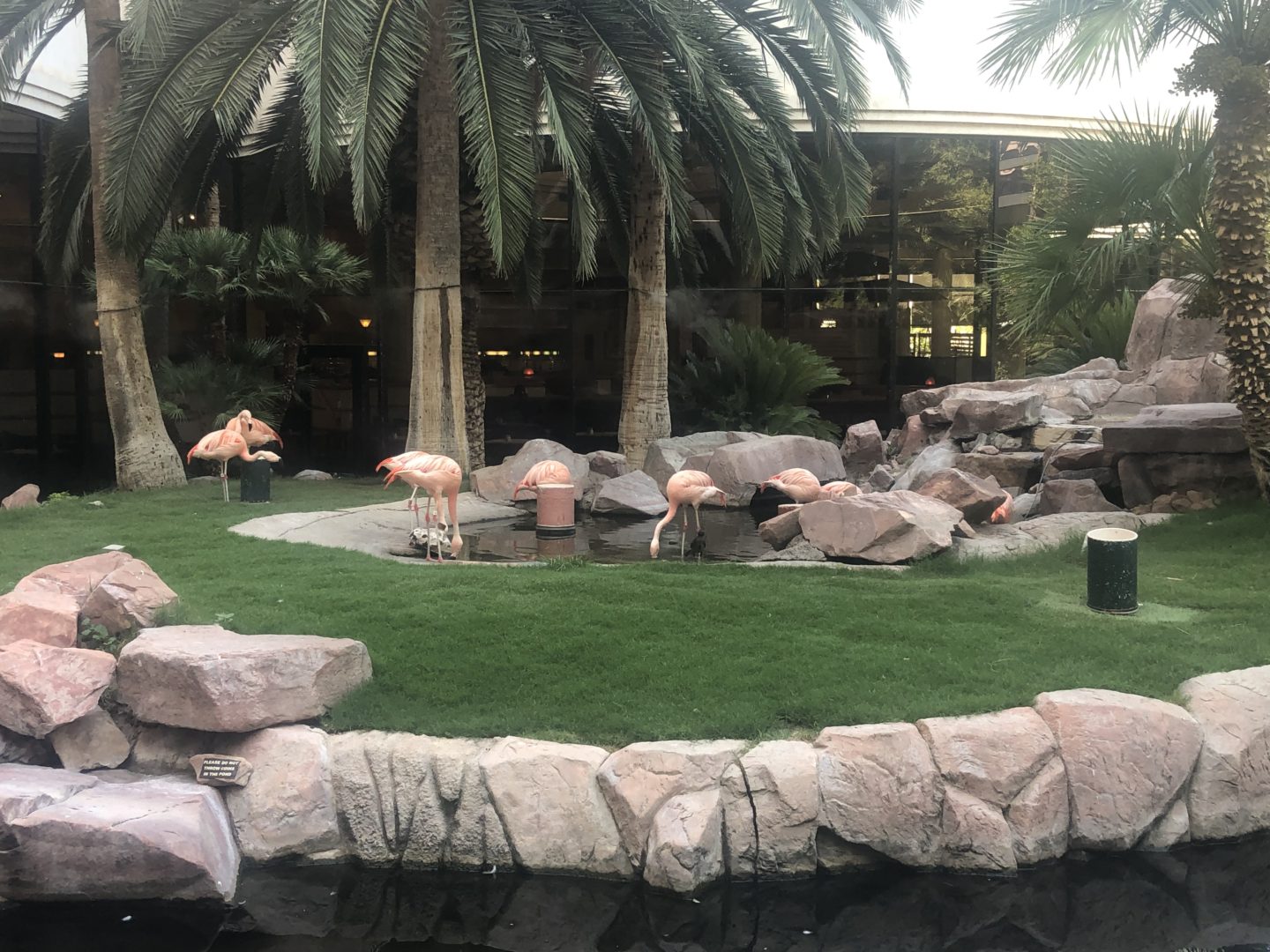 Flamingos at the Flamingo