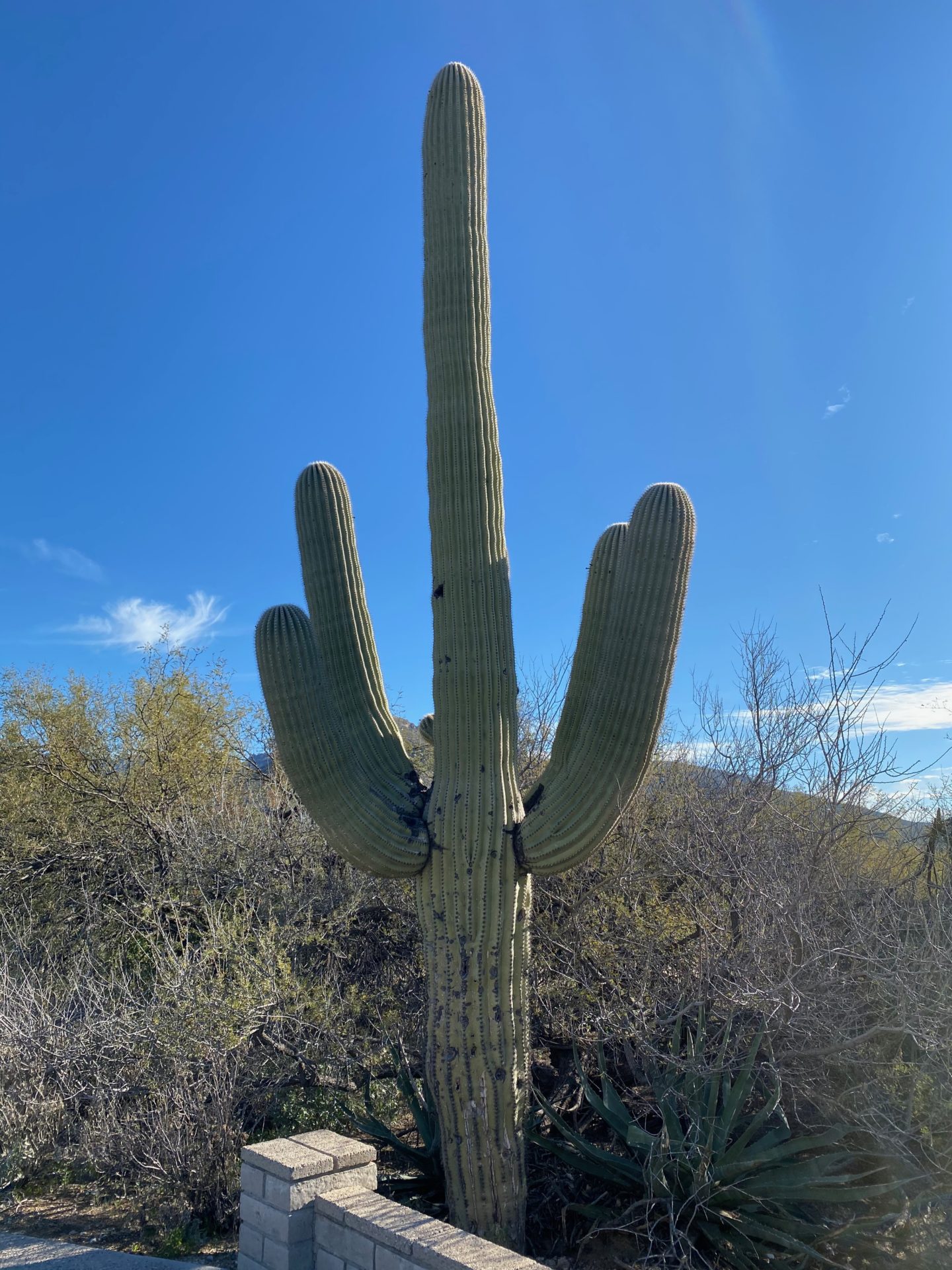 Sabino Canyon Recreation Area in Tucson, Arizona